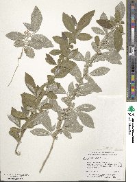 Elaeagnus umbellata image