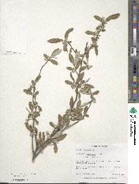 Elaeagnus umbellata image