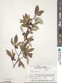 Elaeagnus umbellata image