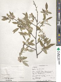 Elaeagnus umbellata image