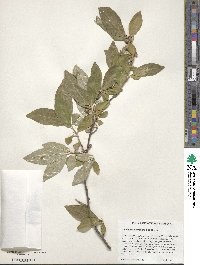 Elaeagnus umbellata image