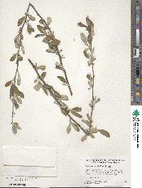 Elaeagnus umbellata image