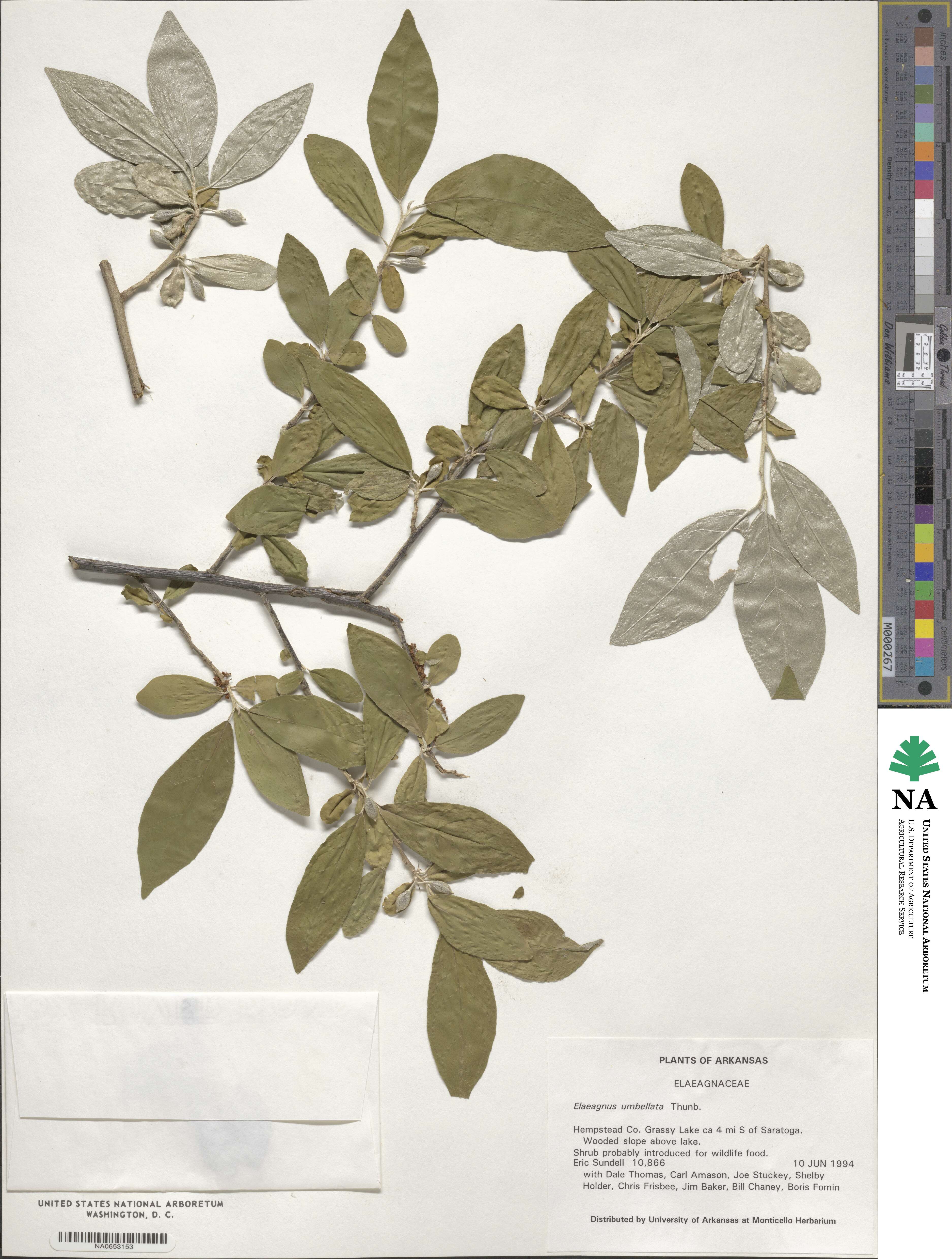 Elaeagnus umbellata image