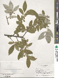 Elaeagnus umbellata image