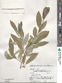 Elaeagnus umbellata image