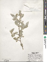 Elaeagnus umbellata image