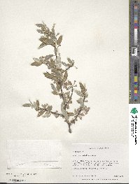 Elaeagnus umbellata image