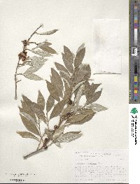 Elaeagnus umbellata image