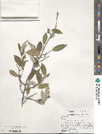 Elaeagnus umbellata image