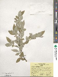 Elaeagnus umbellata image