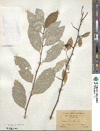 Elaeagnus umbellata image