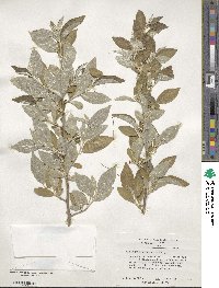 Elaeagnus umbellata image