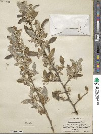 Elaeagnus umbellata image