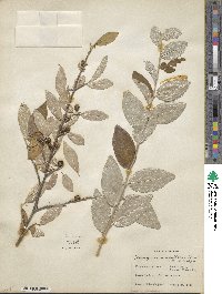 Elaeagnus umbellata image