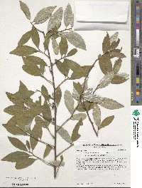 Elaeagnus umbellata image