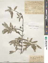 Shepherdia argentea image