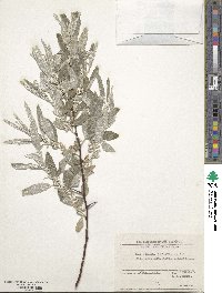 Elaeagnus angustifolia image