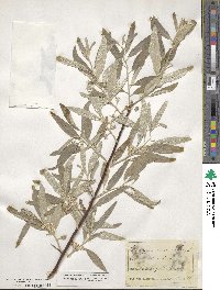 Elaeagnus angustifolia image