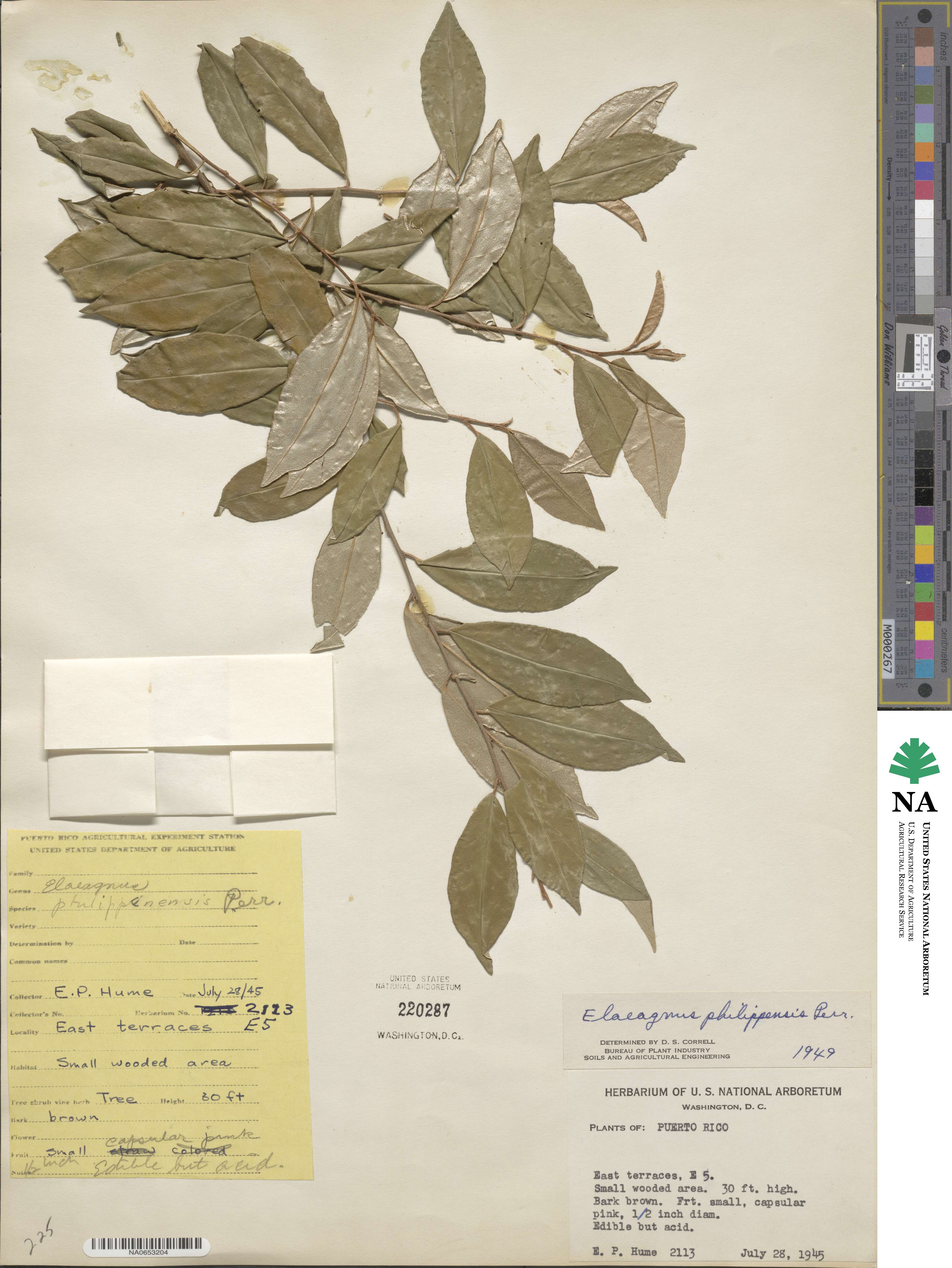 Elaeagnus triflora image