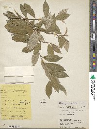 Image of Elaeagnus triflora