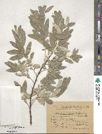 Elaeagnus angustifolia image