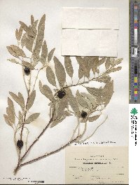 Elaeagnus angustifolia image