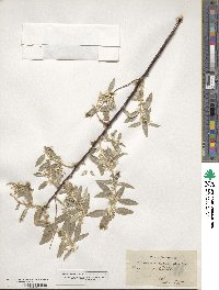 Elaeagnus angustifolia image