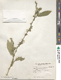 Elaeagnus angustifolia image