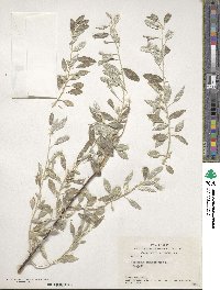 Elaeagnus angustifolia image