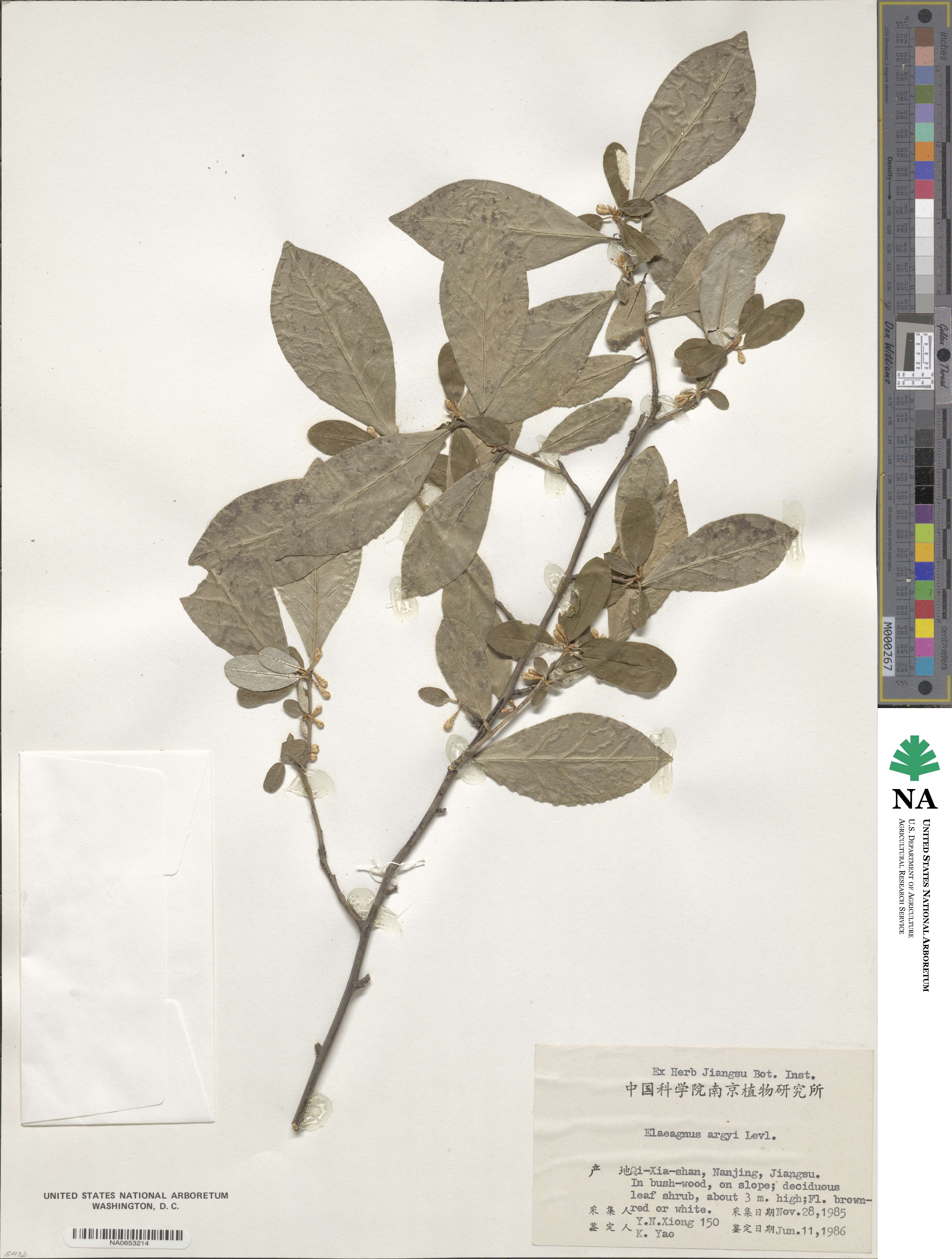 Elaeagnus argyi image