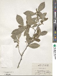 Image of Elaeagnus argyi