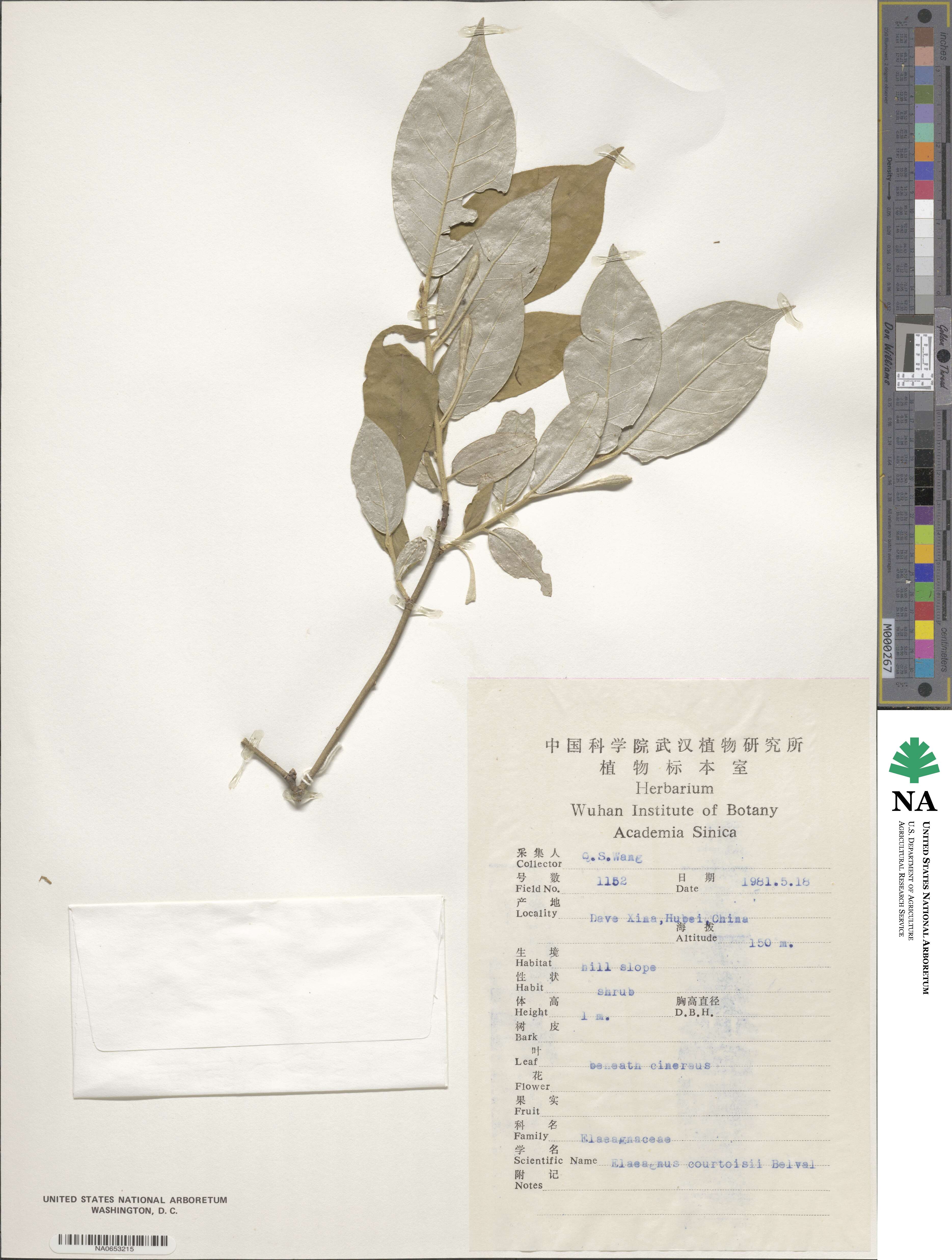 Elaeagnus courtoisii image