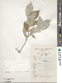 Image of Elaeagnus courtoisii