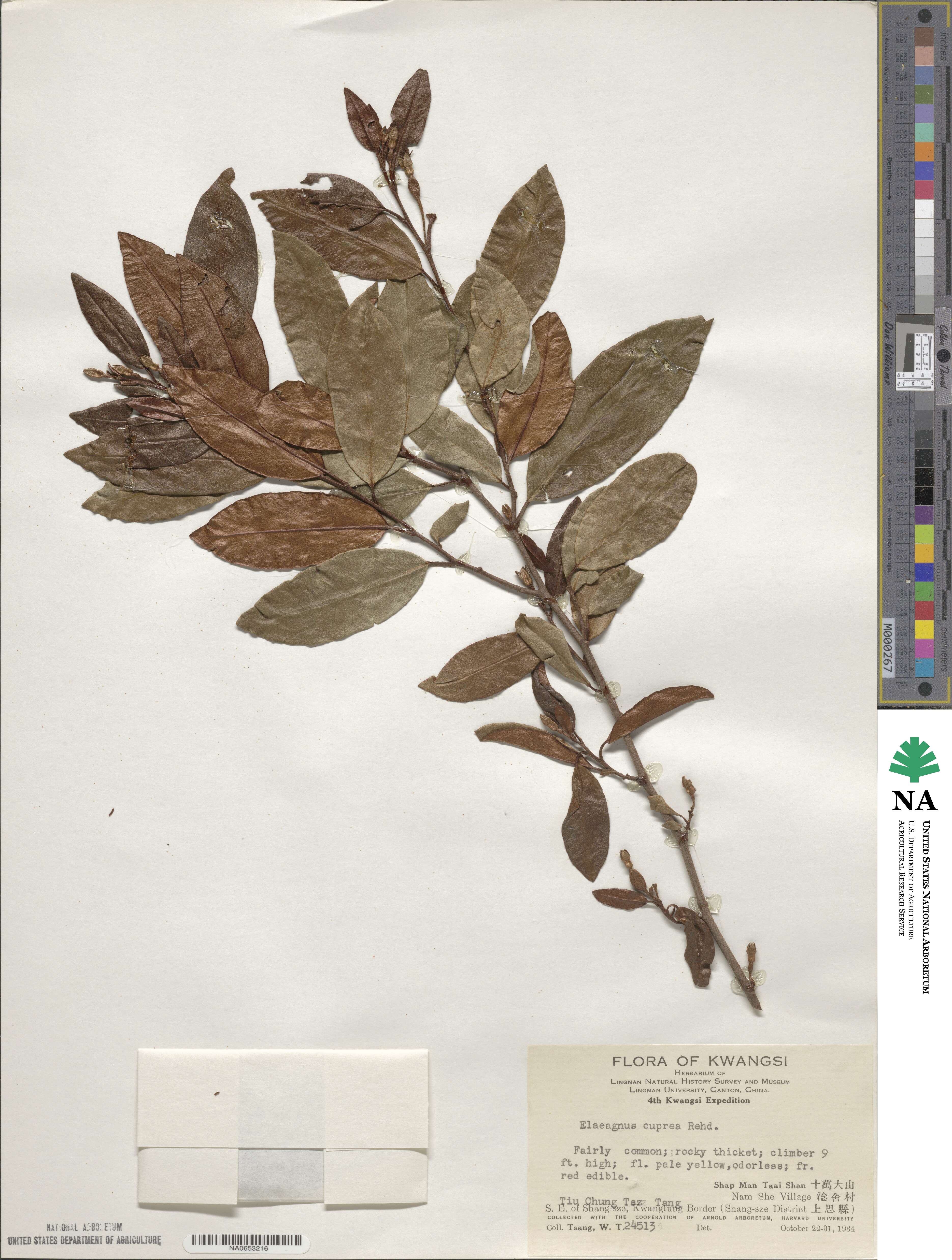 Elaeagnus cuprea image