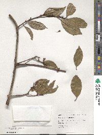 Elaeagnus formosana image