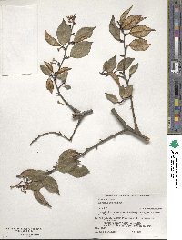 Elaeagnus glabra image