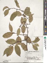 Elaeagnus glabra image