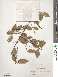 Elaeagnus glabra image