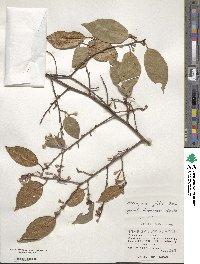 Elaeagnus glabra image