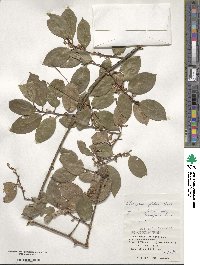 Elaeagnus glabra image