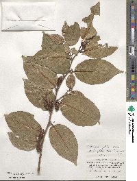 Elaeagnus glabra image