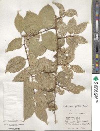 Elaeagnus glabra image