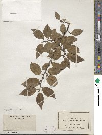 Elaeagnus glabra image