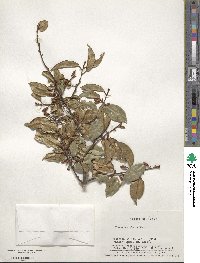 Elaeagnus glabra image