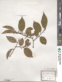 Elaeagnus glabra image