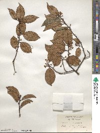 Elaeagnus glabra image