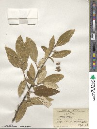 Elaeagnus glabra image