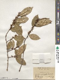 Elaeagnus glabra image