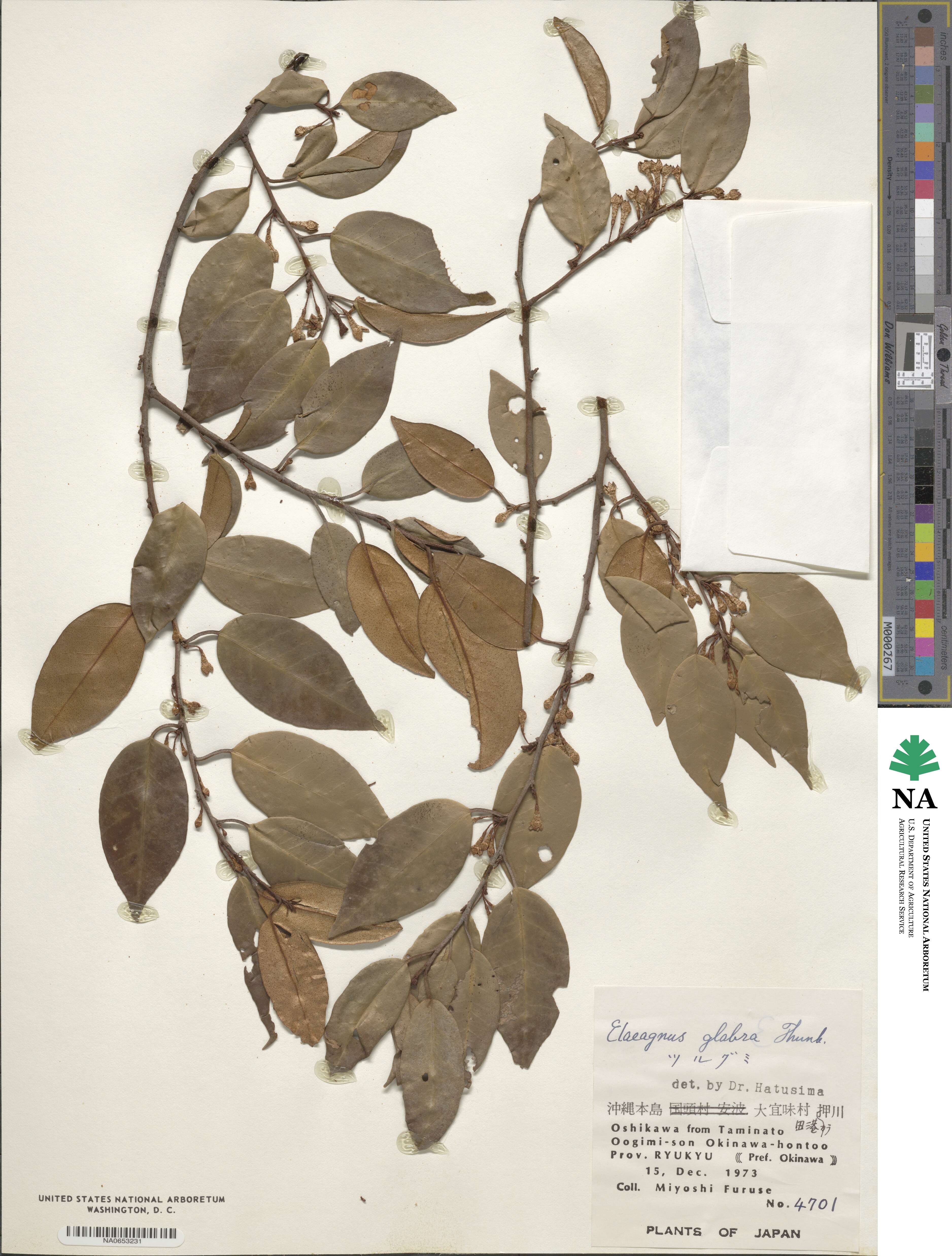 Elaeagnus image
