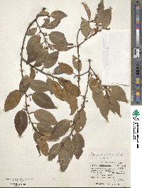 Elaeagnus glabra image